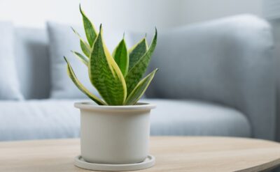 Innovaciones en Hogar Saludable: Tecnología para un Ambiente Libre de Contaminantes